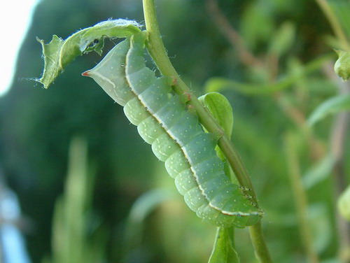 Grüne raupe mit stachel