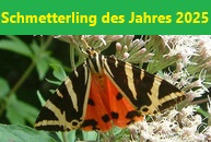 Zum Schmetterling des Jahres 2025