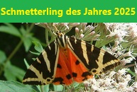 Zum Schmetterling des Jahres 2024