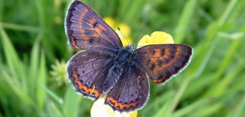 Blauschillernder Feuerfalter