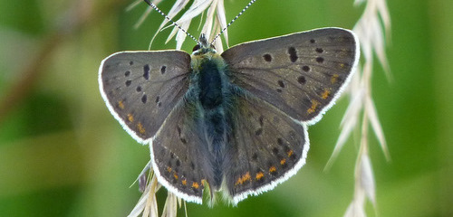 Brauner Feuerfalter