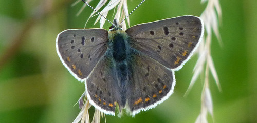 Brauner Feuerfalter