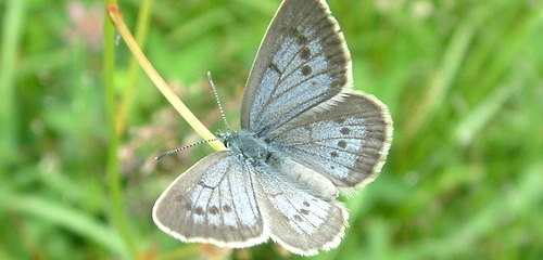 Heller Wiesenknopf-Ameisenbläuling