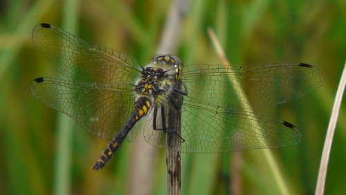 Schwarze Heidelibelle